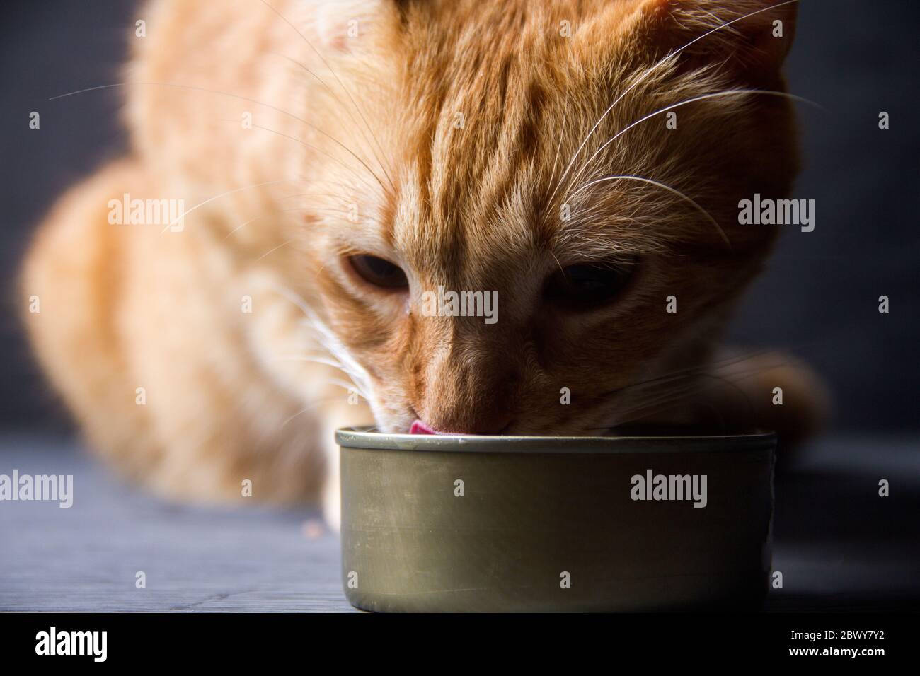 Arancio gatto mangiare cibo Foto Stock