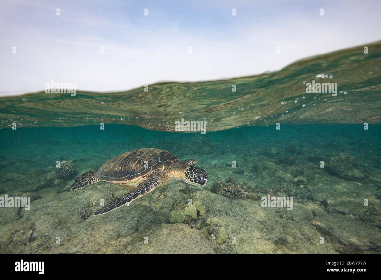 Tartaruga verde o honu, Chelonia mydas, Kahalu'u Beach Park, Keauhou, Kona, Hawaii, USA ( Oceano Pacifico Centrale ) Foto Stock