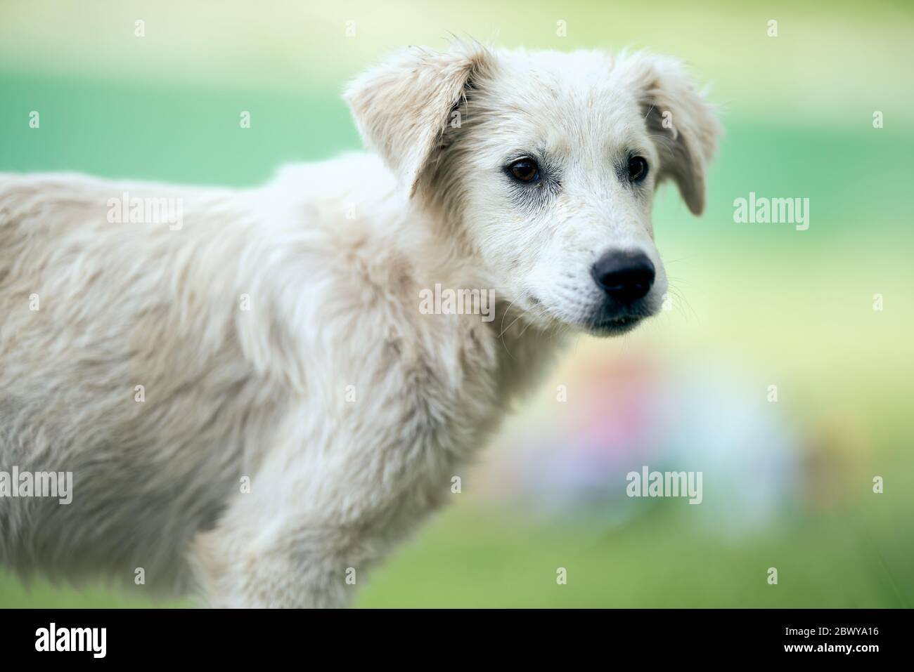 Giovane cane bianco stray guardando speranzoso come italiani inizia a riunirsi di nuovo vicino al lago Turano, Italia centrale, dopo 3 mesi di Coronavirus Lockdown Foto Stock