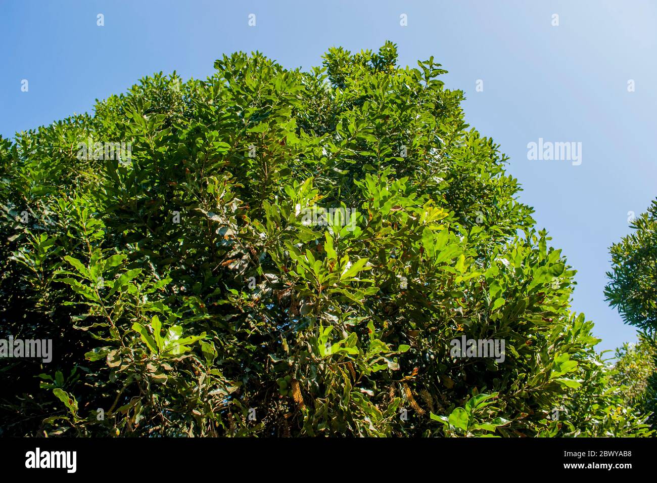 Un albero di noci di Macadamia presso la piantagione di noci di Finca Valhalla Macadamia, negli altopiani del Guatemala vicino ad Antigua. Foto Stock