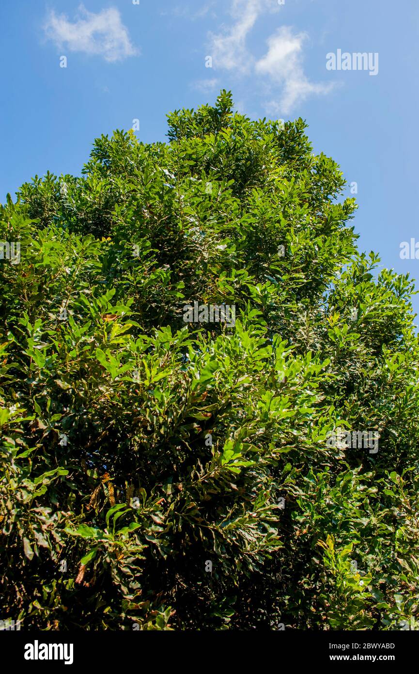 Un albero di noci di Macadamia presso la piantagione di noci di Finca Valhalla Macadamia, negli altopiani del Guatemala vicino ad Antigua. Foto Stock