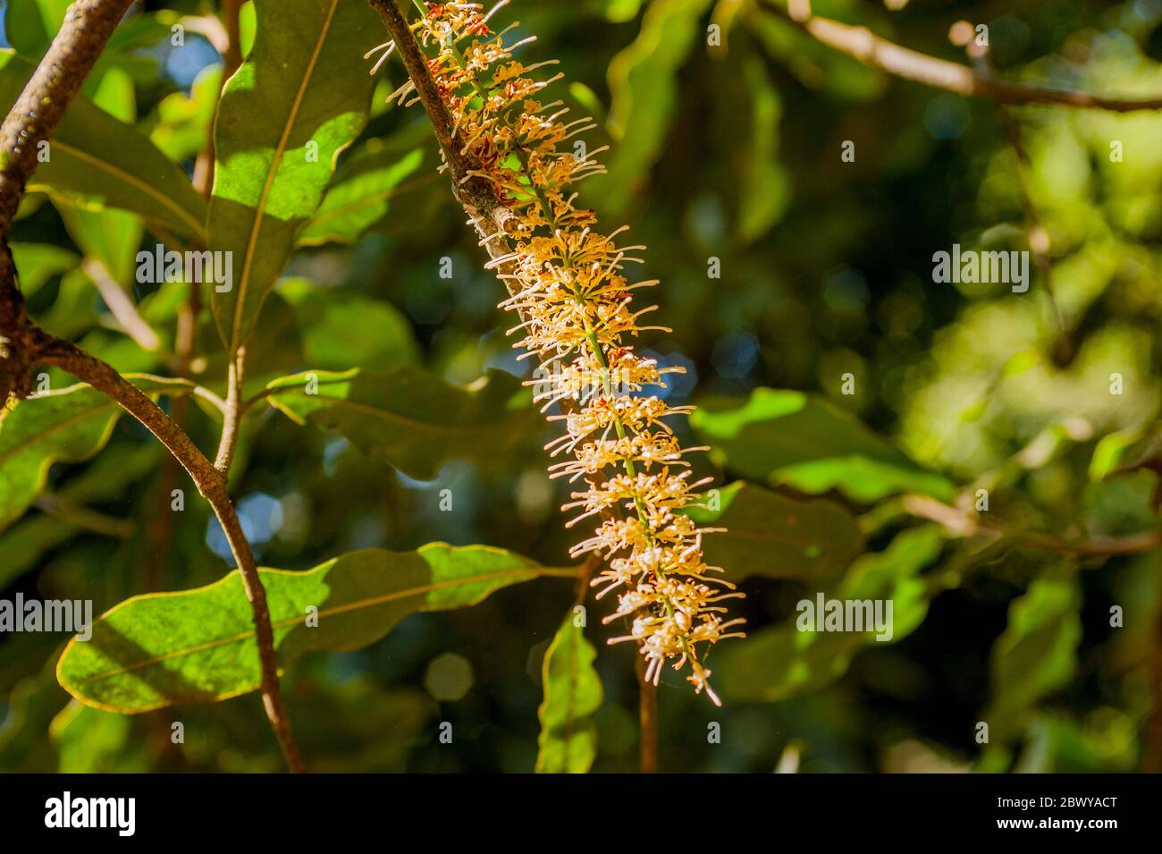 Primo piano del fiore di un albero di noci di Macadamia presso la Finca Valhalla Macadamia Nut Plantation, negli altopiani del Guatemala vicino Antigua. Foto Stock
