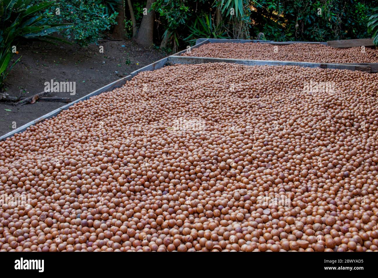 Macadamia noci che asciugano alla Finca Valhalla Macadamia nut Plantation nelle alture del Guatemala vicino Antigua. Foto Stock
