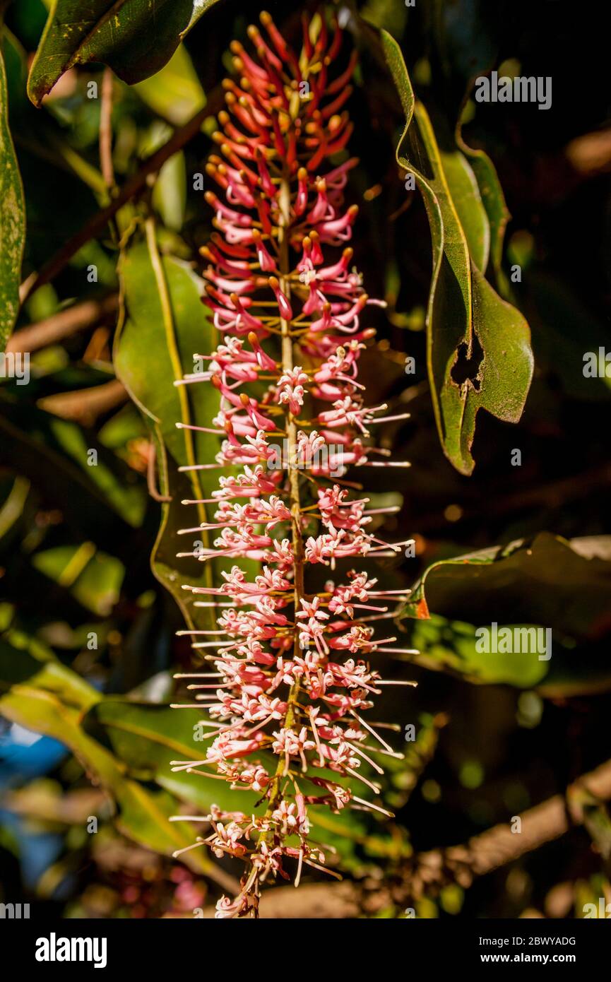 Primo piano del fiore di un albero di noci di Macadamia presso la Finca Valhalla Macadamia Nut Plantation, negli altopiani del Guatemala vicino Antigua. Foto Stock