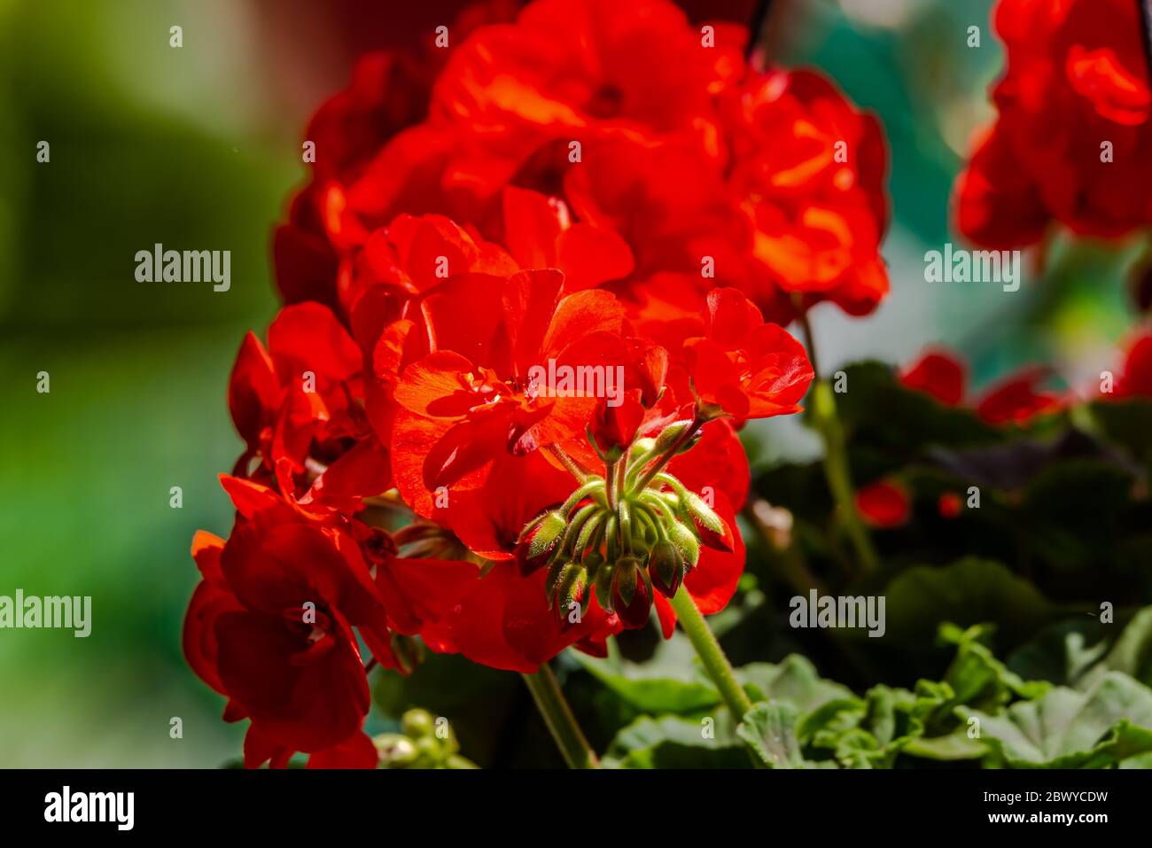 Fiori da giardino diversi in primavera Foto Stock