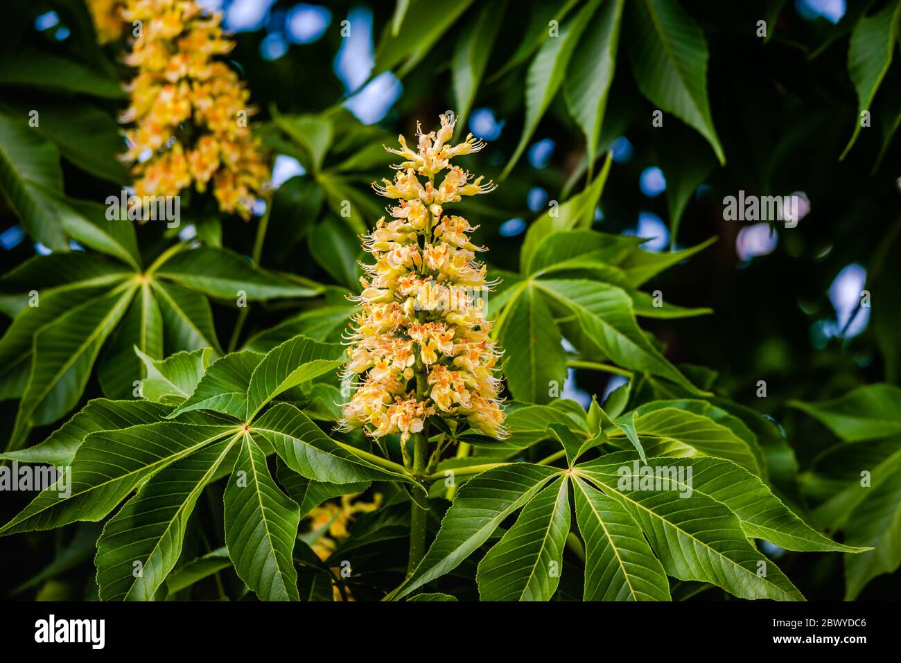 Fiore di castagno di cavallo in primavera Foto Stock