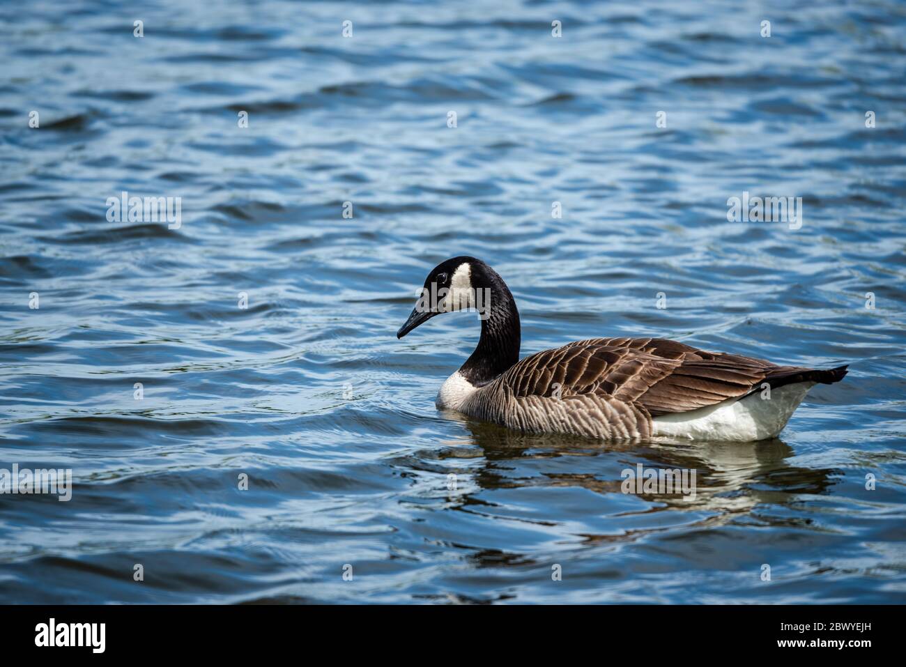Attività delle oche in primavera Foto Stock