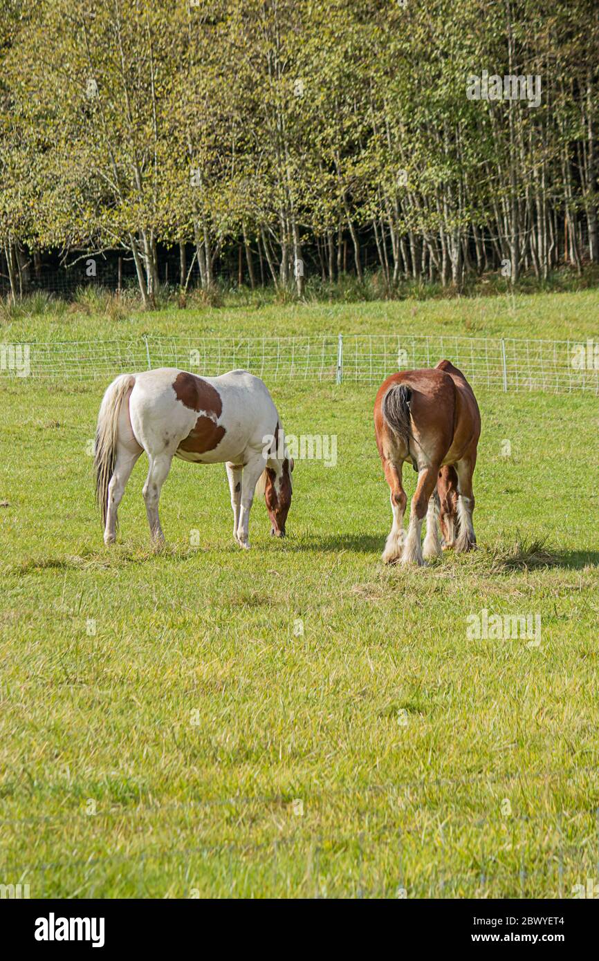 due bellissimi cavalli in piedi su campo verde in fattoria Foto Stock