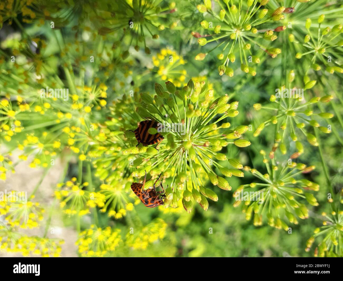 Un bedbugs sui fiori del finocchio si nutrono sul polline. Foto Stock