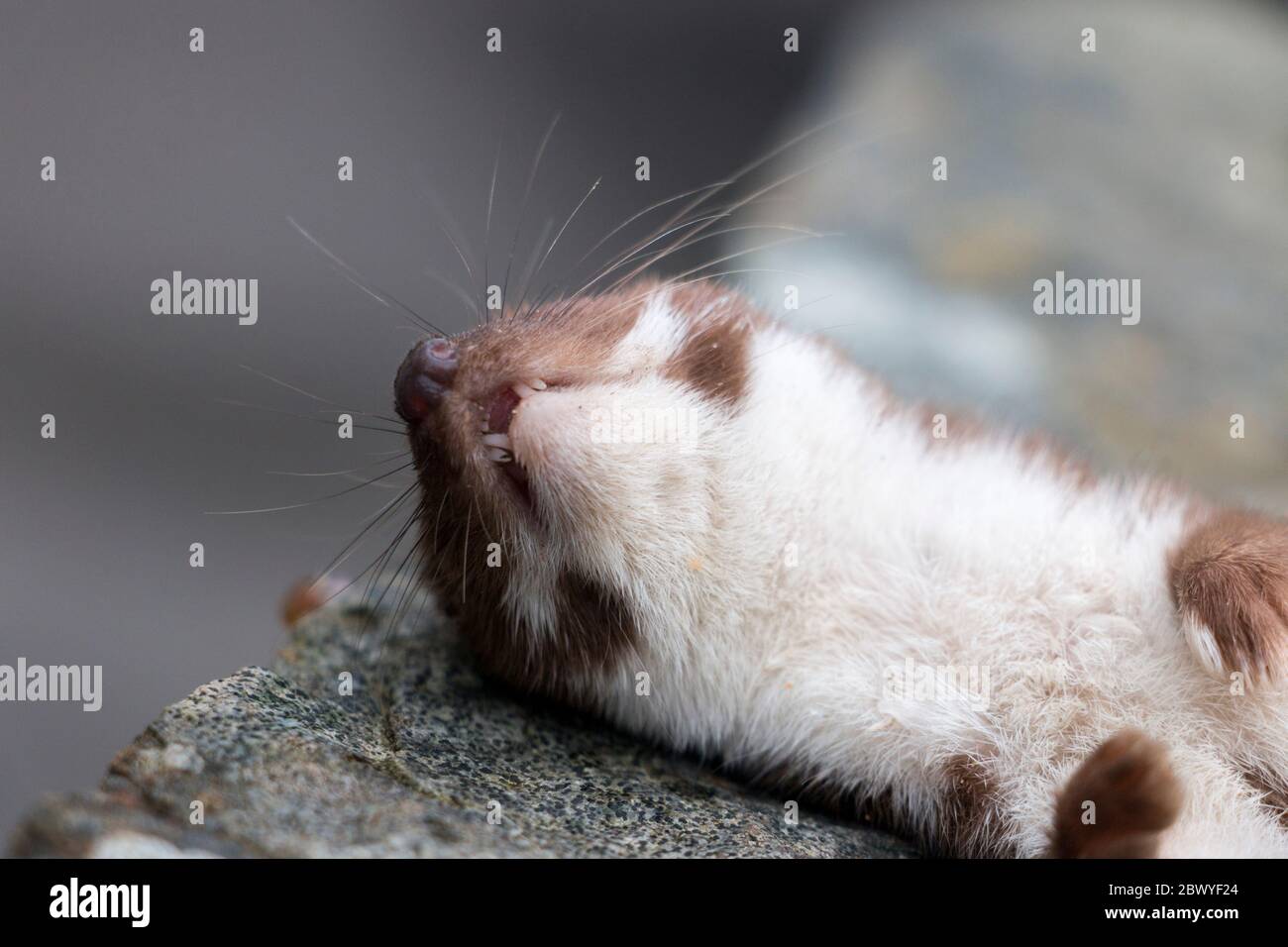 Testa di morto Stoat (Mustela erminea) bocca aperta, denti che mostrano Foto Stock