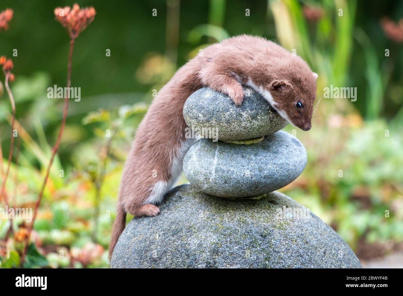 Stoat (Mustela erminea) arroccato su rocce, in guardia di osservazione. Giardino in Galles Foto Stock