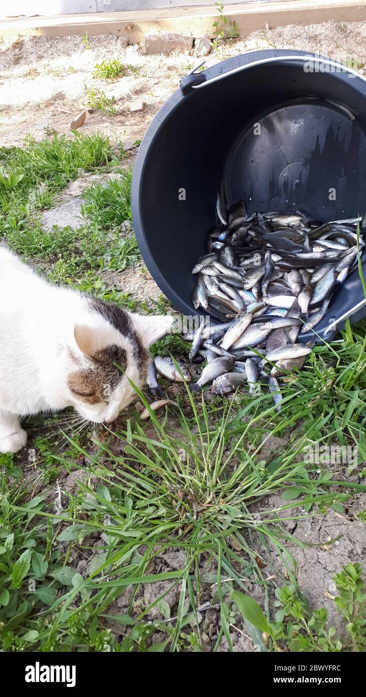 Il gatto mangia pesce da un secchio. Pesca cattura per gatto. Foto Stock