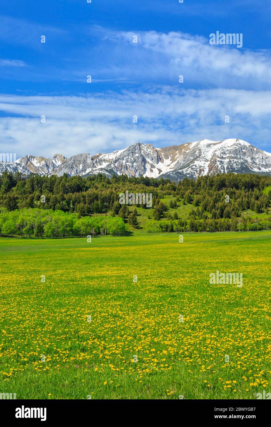 dandelions in un prato sotto le montagne bridger vicino salice, montana Foto Stock