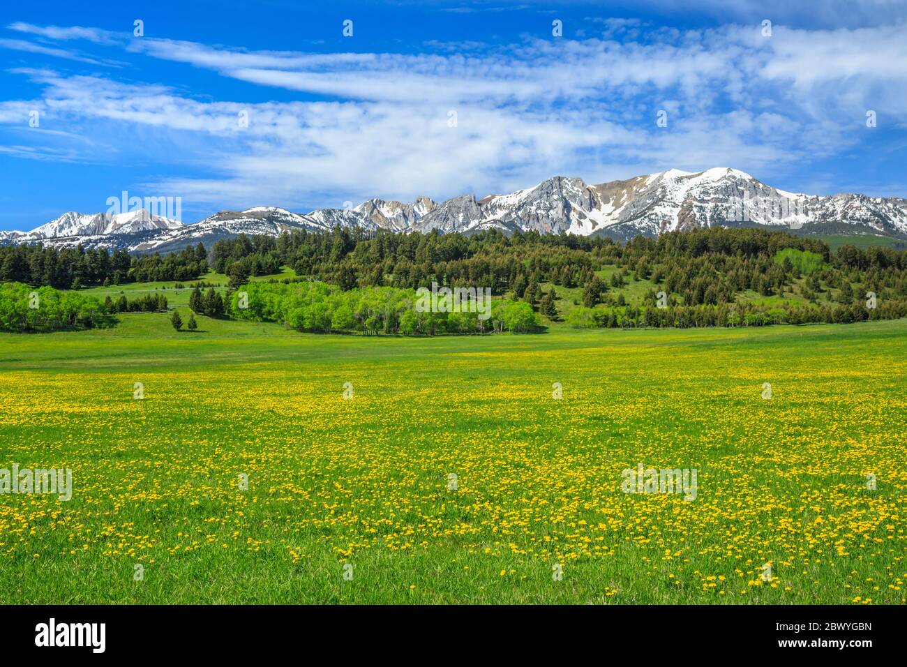 dandelions in un prato sotto le montagne bridger vicino salice, montana Foto Stock