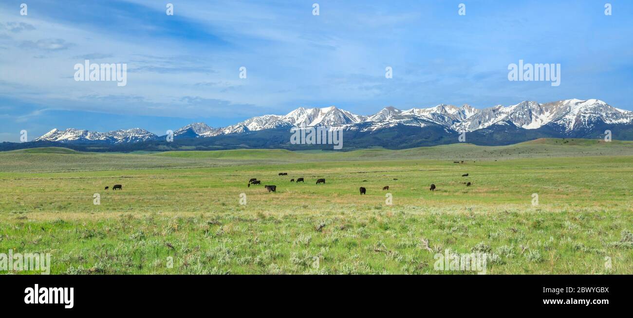 panorama di bestiame pascolo sulla rangeland sotto le montagne bridger vicino salice, montana Foto Stock