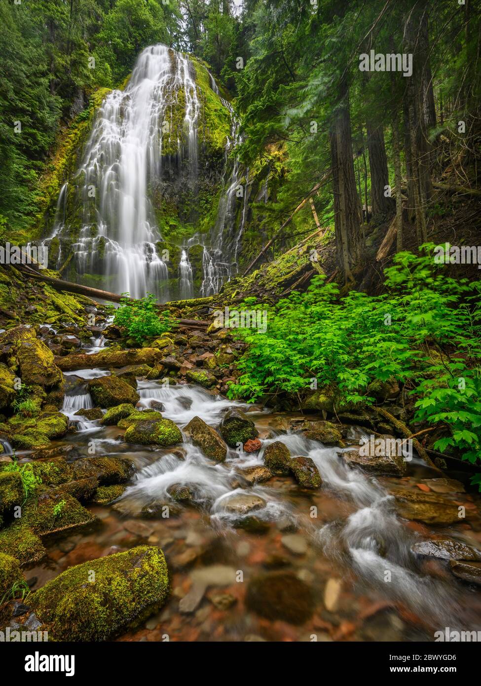 Cascate di Lower Proxy; Proxy Falls Trail, Three Sisters Wilderness, Willamette National Forest, Cascade Mountains, Oregon. Foto Stock