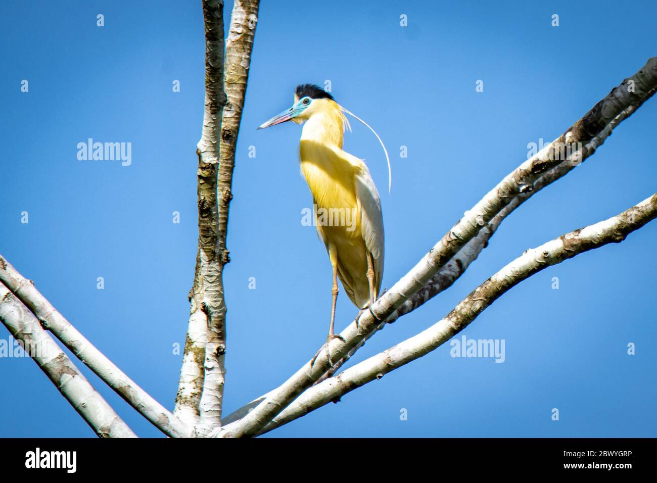 Tappate heron (Pilherodius pileatus) nell'Amazzonia peruviana Foto Stock