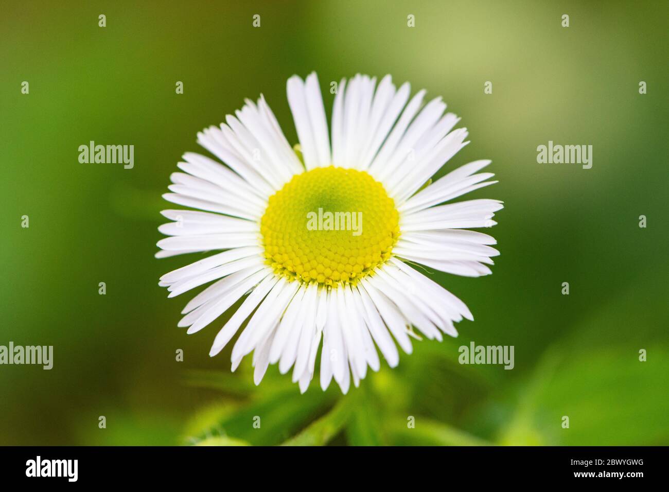 Bellis perennis è un comune margherita con sottili petali bianchi e pistilli gialli, un piccolo fiore selvatico su sfondo verde Foto Stock