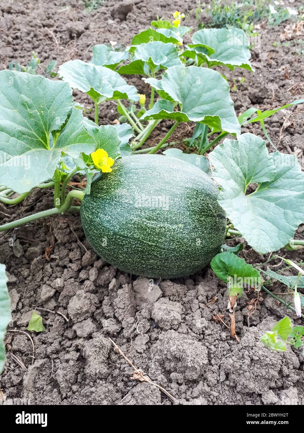 Il melone cresce sulle ceneri della pianta. Un fiore di melone, un melone in un orto. Foto Stock