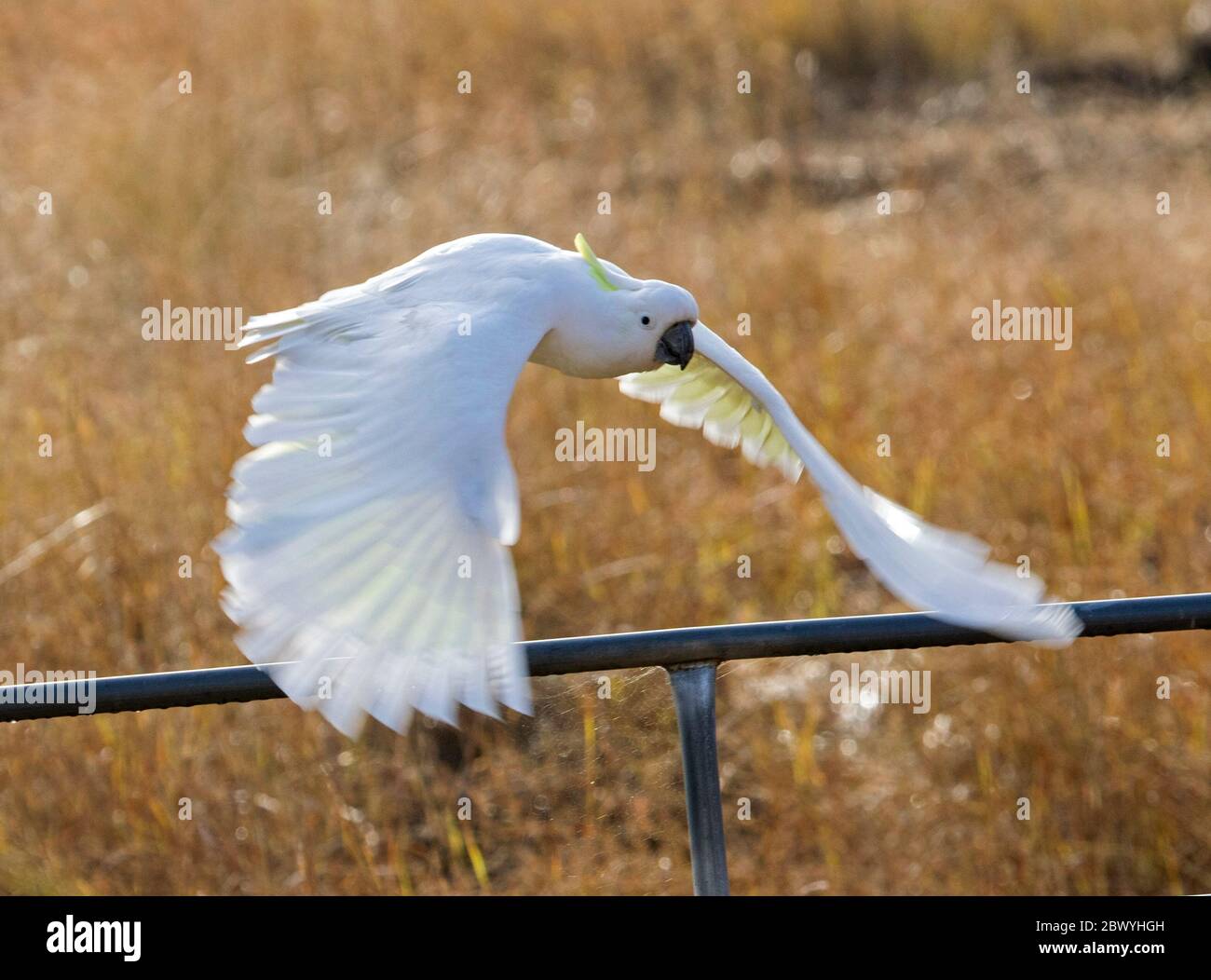 Gallo australiano di zolfo crestato, Cacatua galerita, in volo al Cania Gorge National Park nel Queensland Foto Stock