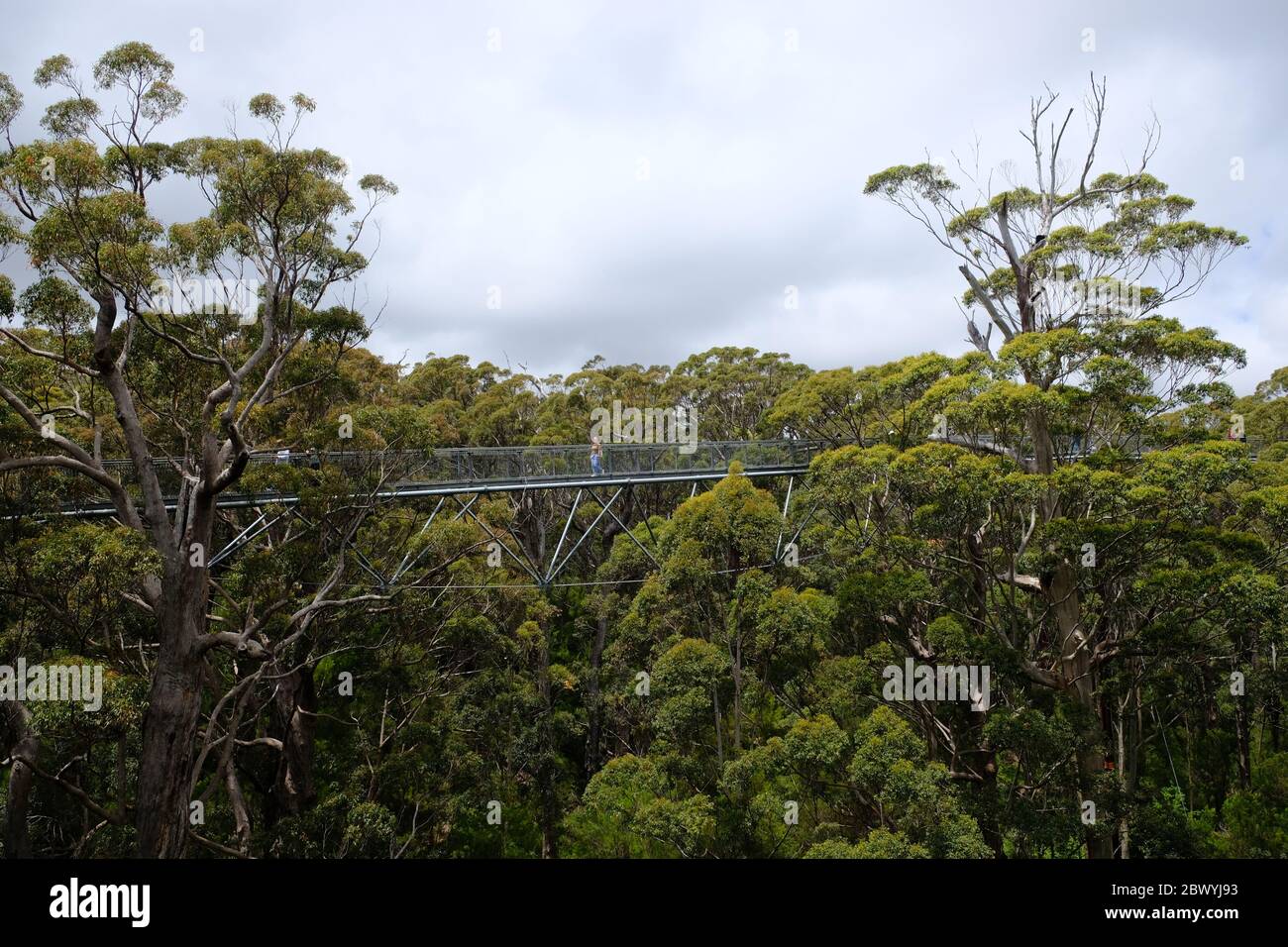 Western Australia Tingledale - Valley of the Giants Tree Top Walk Foto Stock