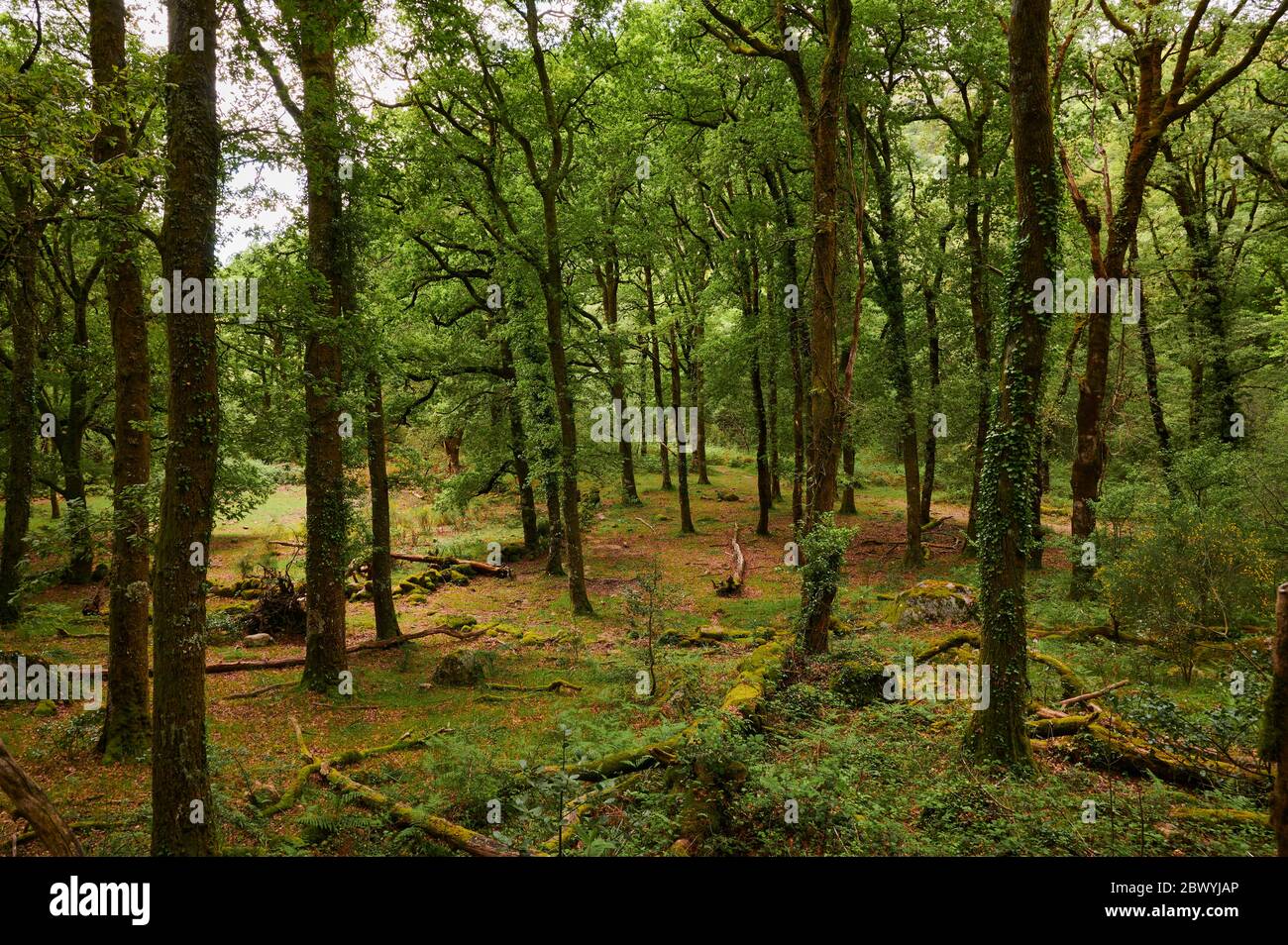 Mata de albergaria legno in primavera con alberi verdi e foglie marroni sul terreno Foto Stock