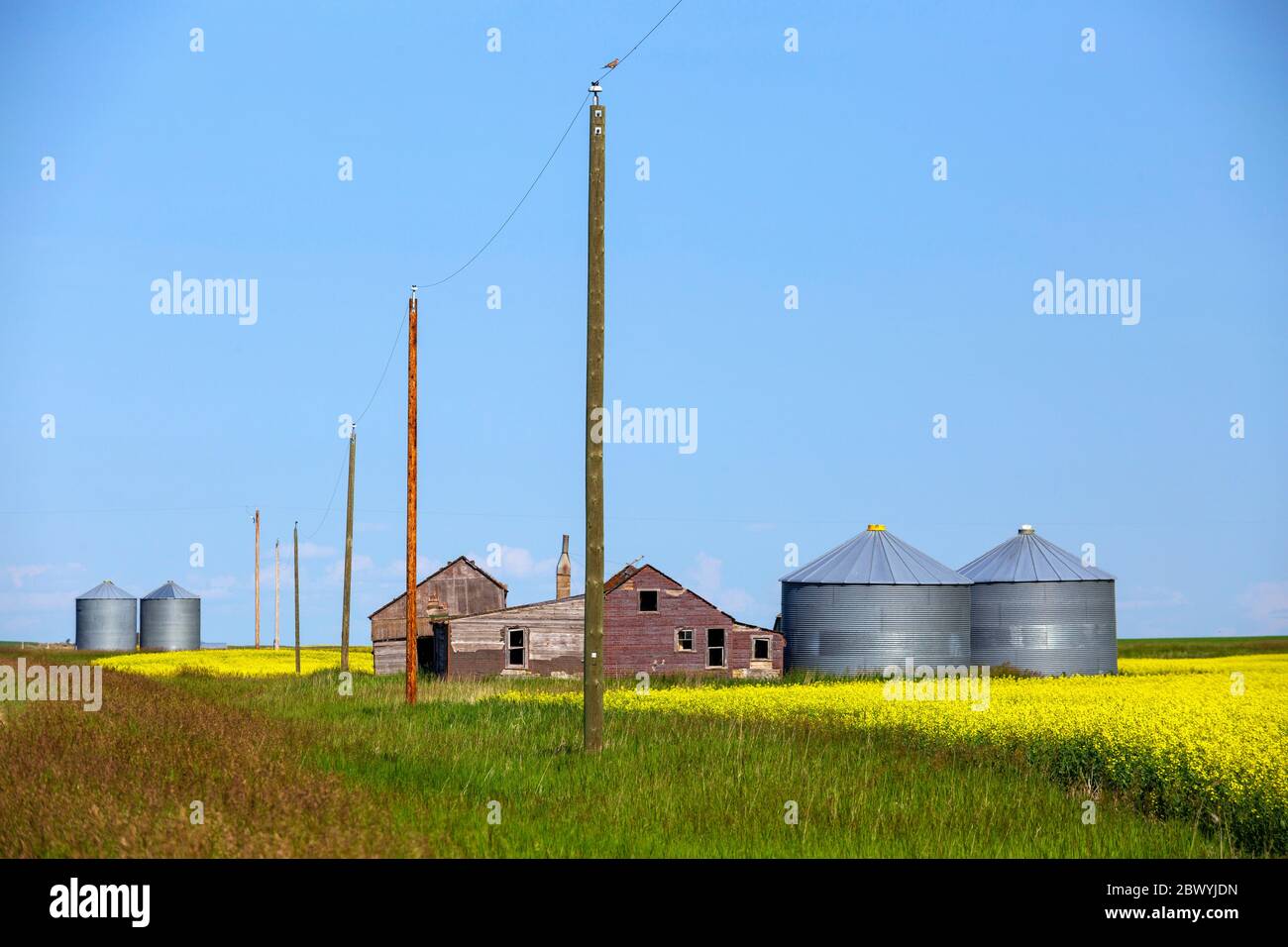 Paesaggio tipico di campo di canola gialla in fiore con contenitori di stoccaggio di attrezzature agricole nelle province canadesi di Prairies Alberta e SAS Foto Stock