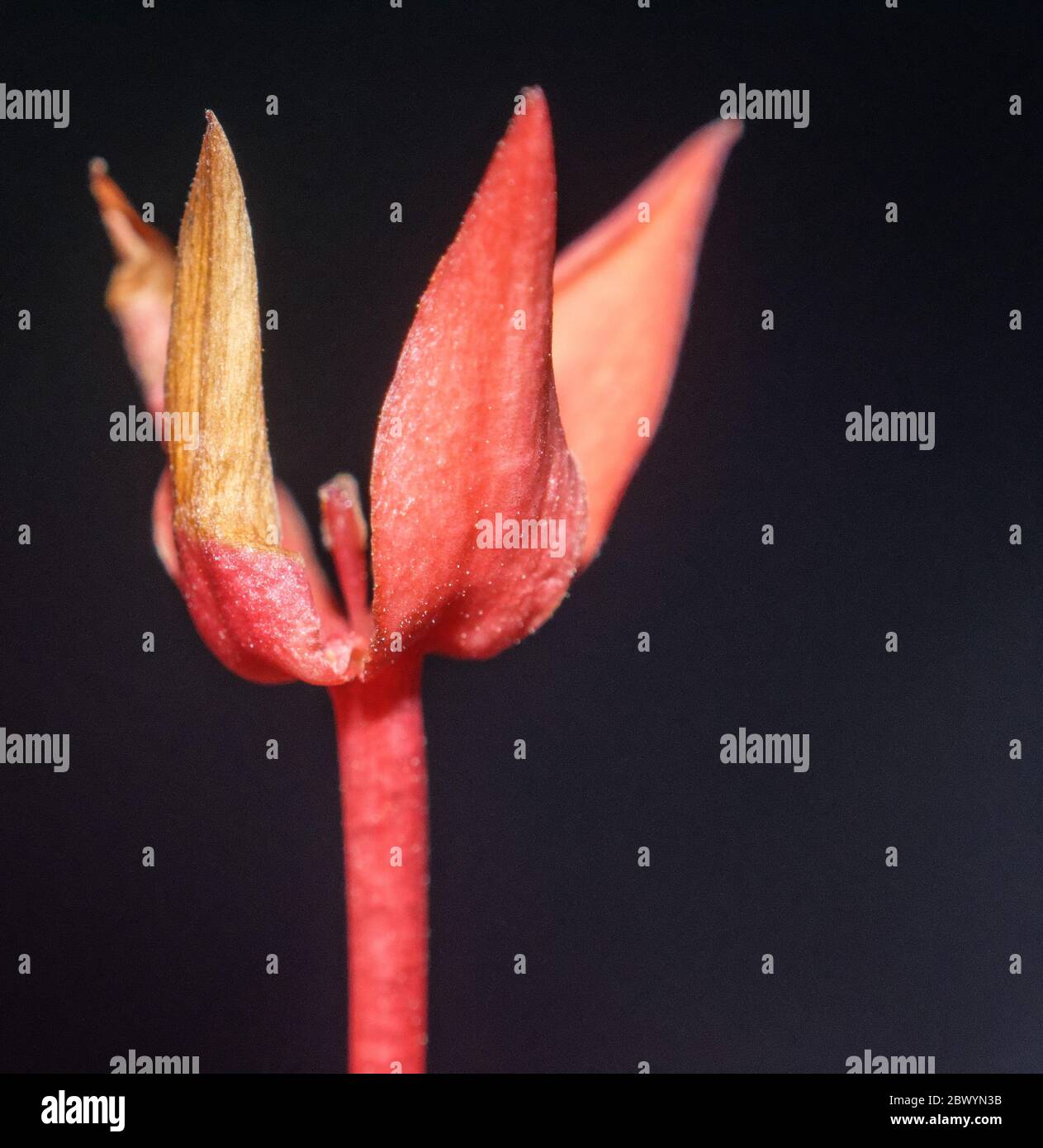 Un piccolo fiore rosso, fotografia scattata con un film era Nikon 50mm lente di ingrandimento montata in retromarcia, messa a fuoco spostando la fotocamera avanti e indietro Foto Stock