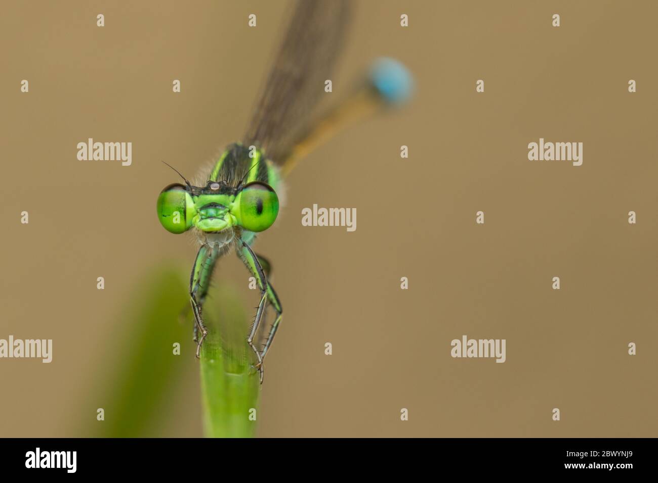 Damselfly su foglie verdi, sfondo sfocato, primo piano di damselfly verde. Foto Stock