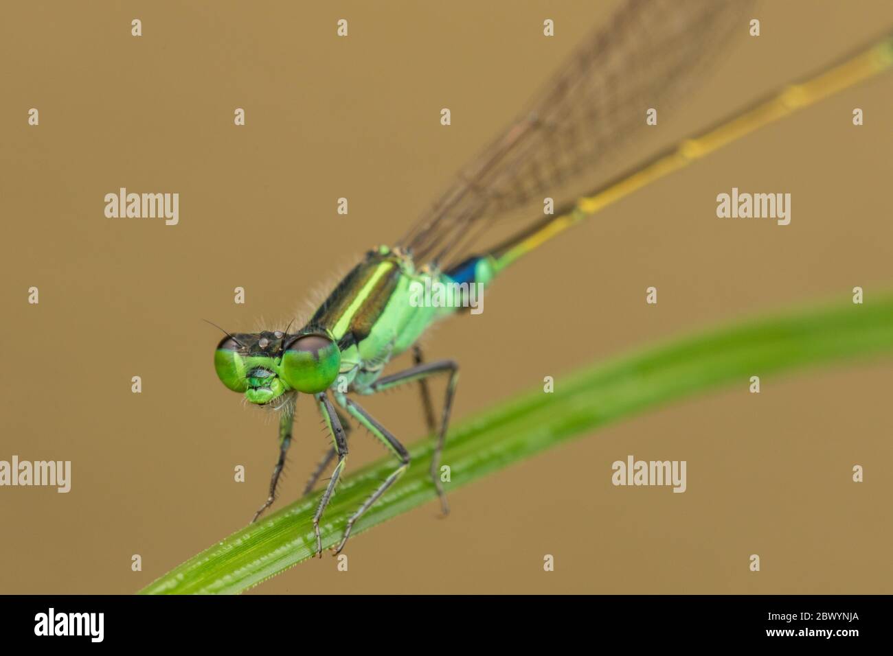Damselfly su foglie verdi, sfondo sfocato, primo piano di damselfly verde. Foto Stock
