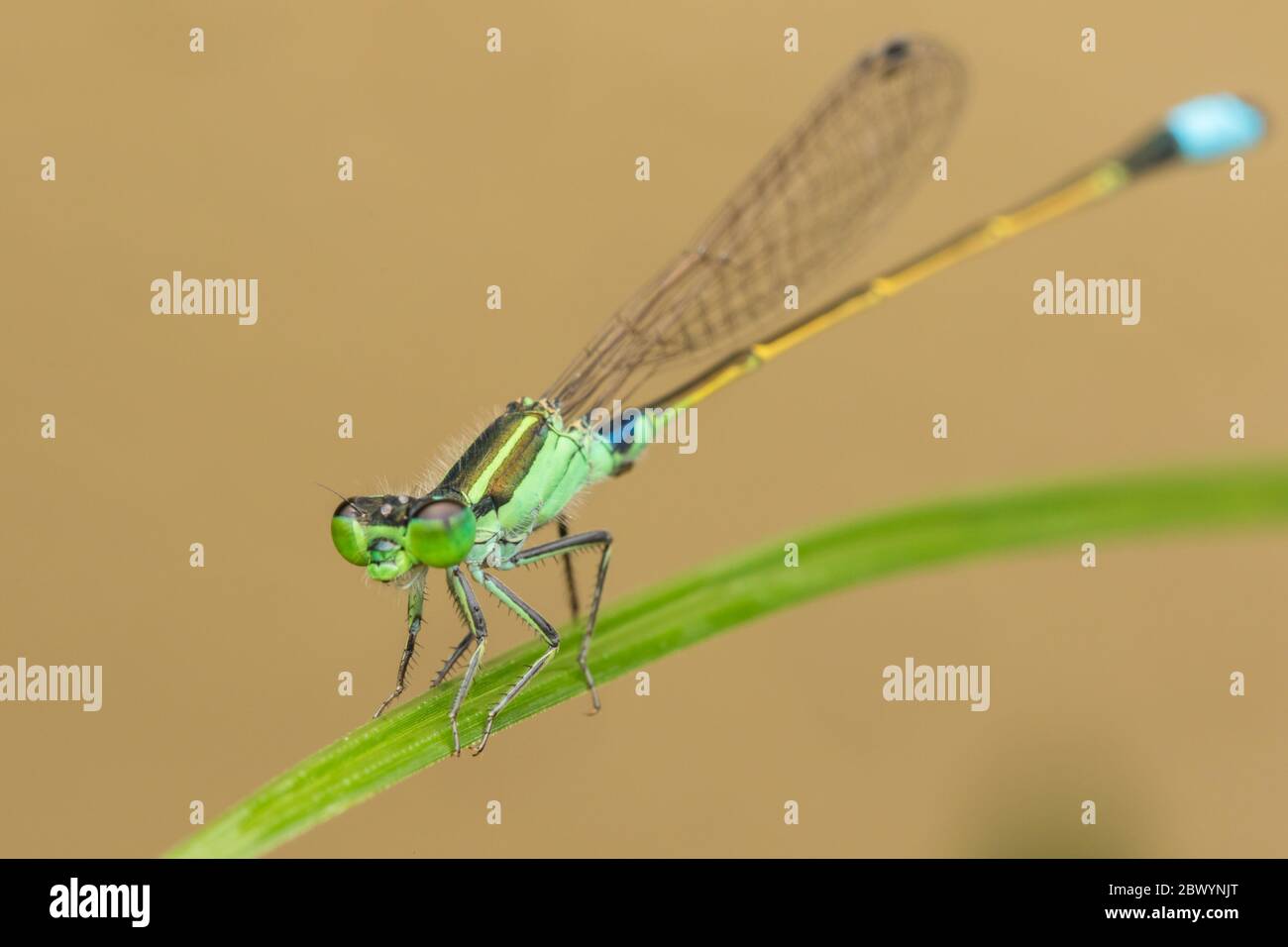 Damselfly su foglie verdi, sfondo sfocato, primo piano di damselfly verde. Foto Stock