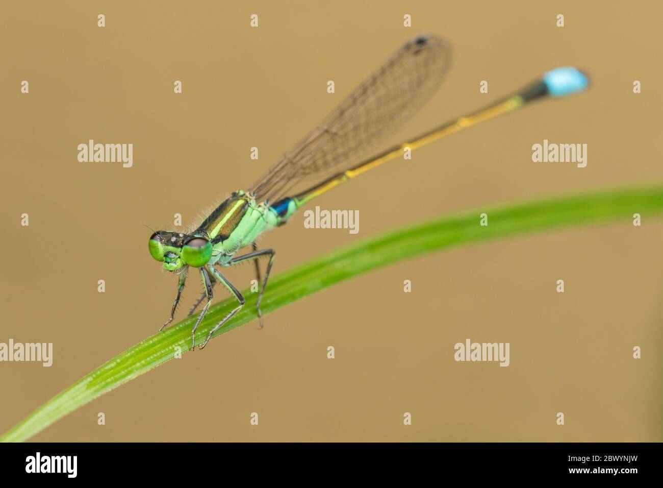 Damselfly su foglie verdi, sfondo sfocato, primo piano di damselfly verde. Foto Stock