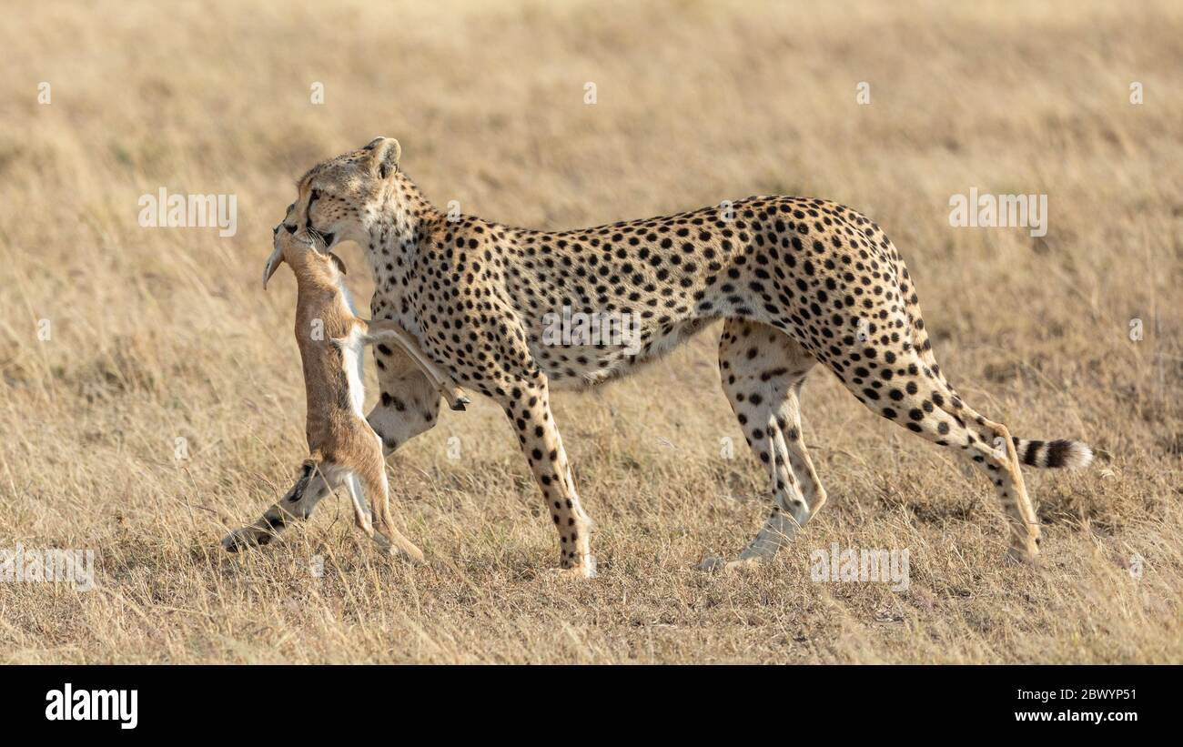 Donna adulta Cheetah che porta una Gazelle di Thompson morta in bocca di nuovo ai suoi cuccioli Serengeti Tanzania Foto Stock