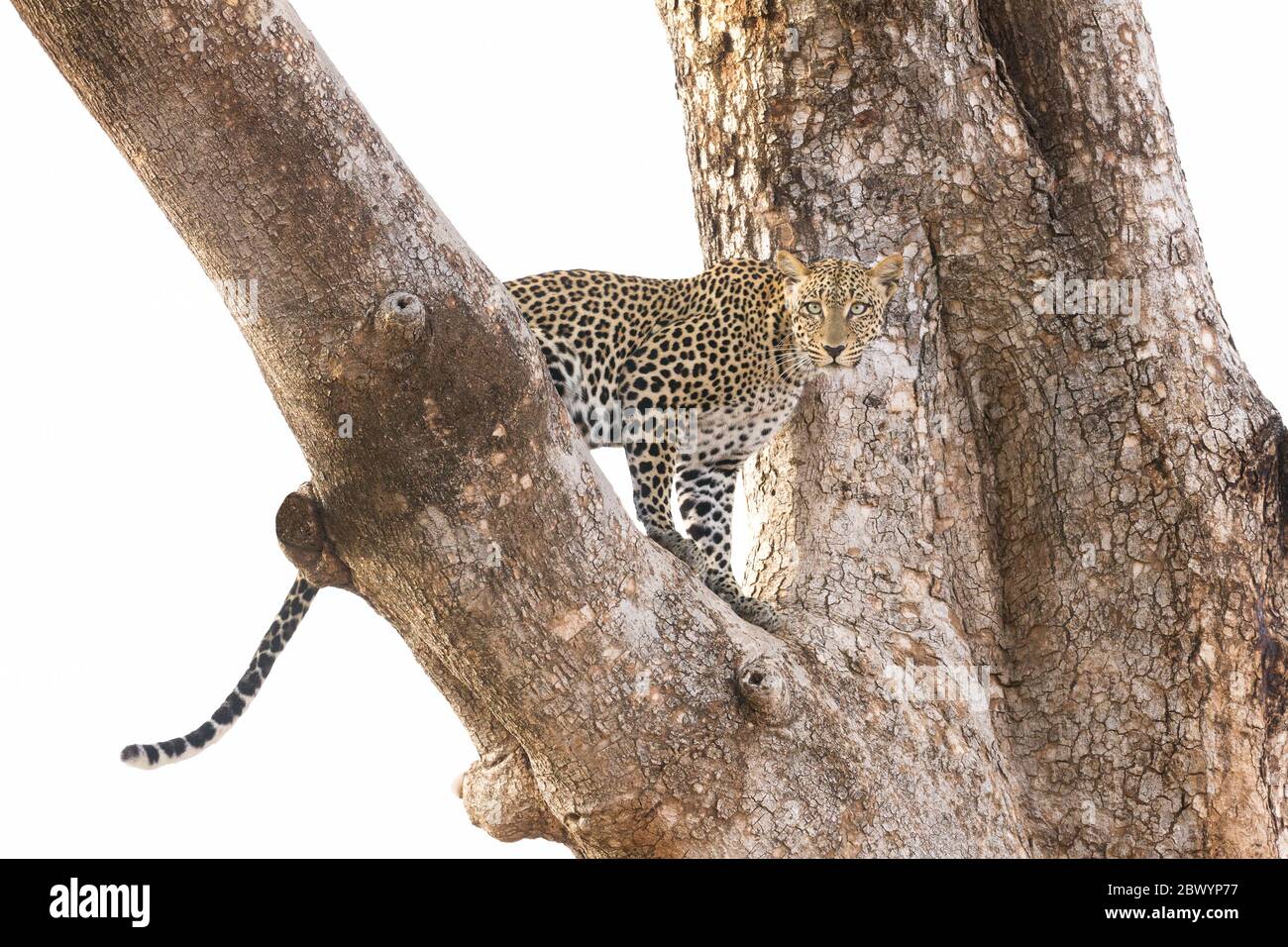 Donna leopardo adulta in un albero isolato contro uno sfondo bianco Samburu Kenya Foto Stock