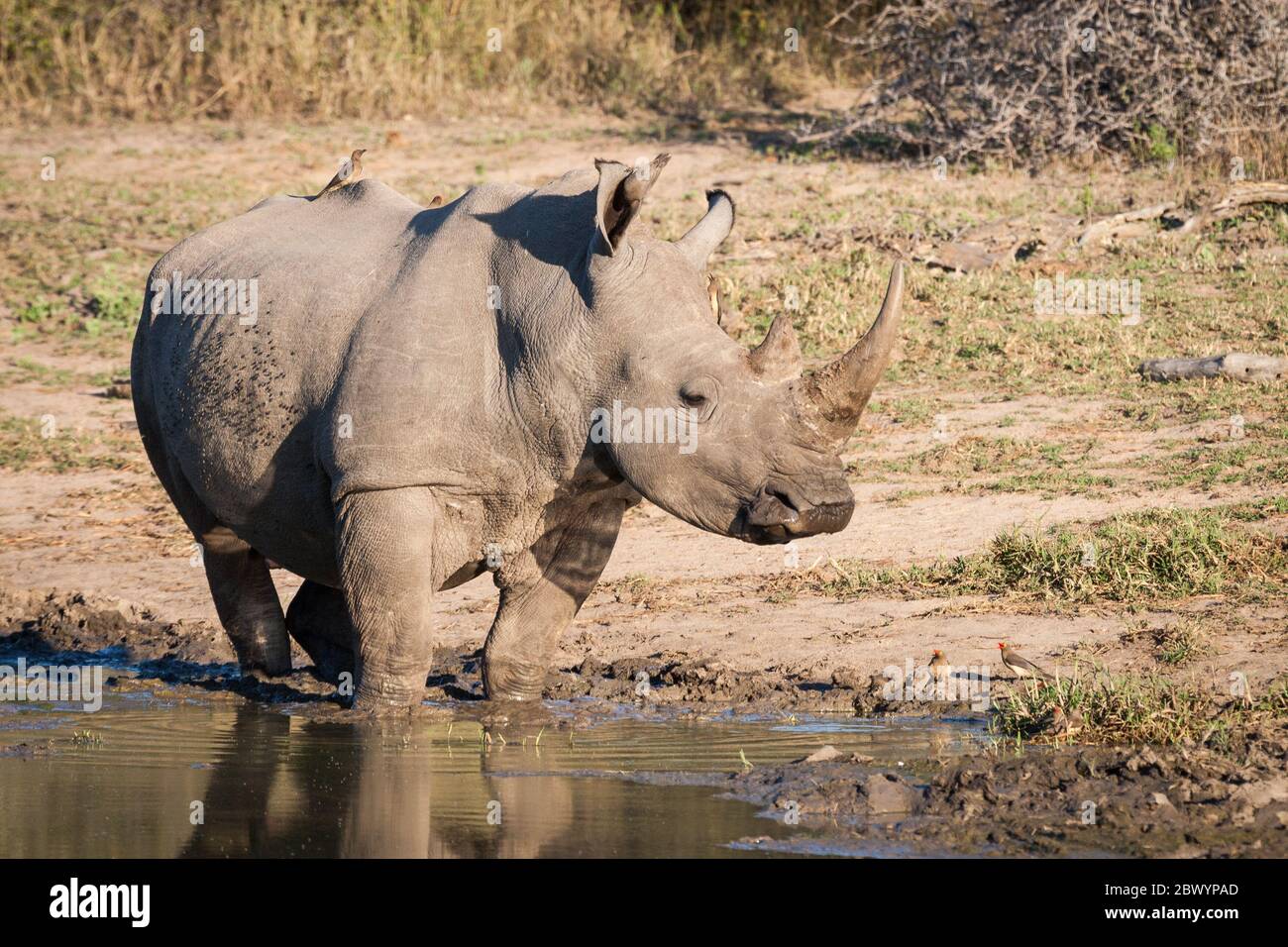 Un adulto maschio di Rhino bianco in piedi in una buca d'acqua nel Parco Nazionale di Kruger Sud Africa Foto Stock