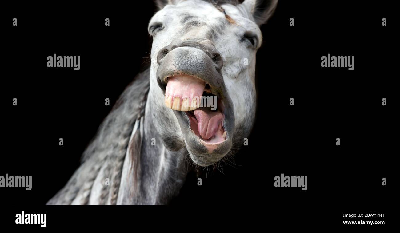 Un Cavallo animale divertente pazzo sembra che stia rispolando il viso Foto Stock