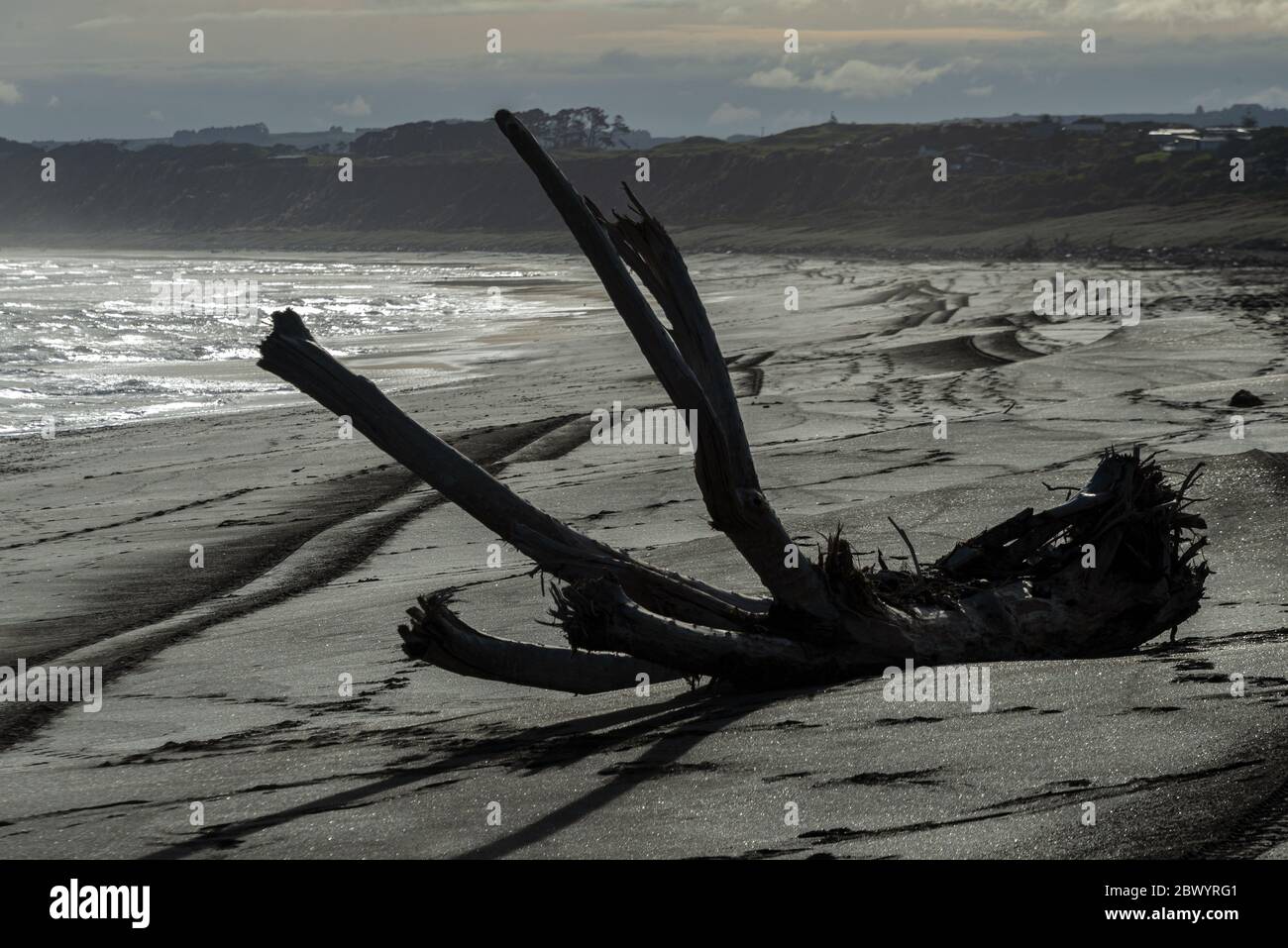 Grandi pezzi di driftwood da alberi di foresta sulla sabbia nera di ferro, spiaggia vulcanica a Castlecliff, Whanganui, Nuova Zelanda. Foto Stock