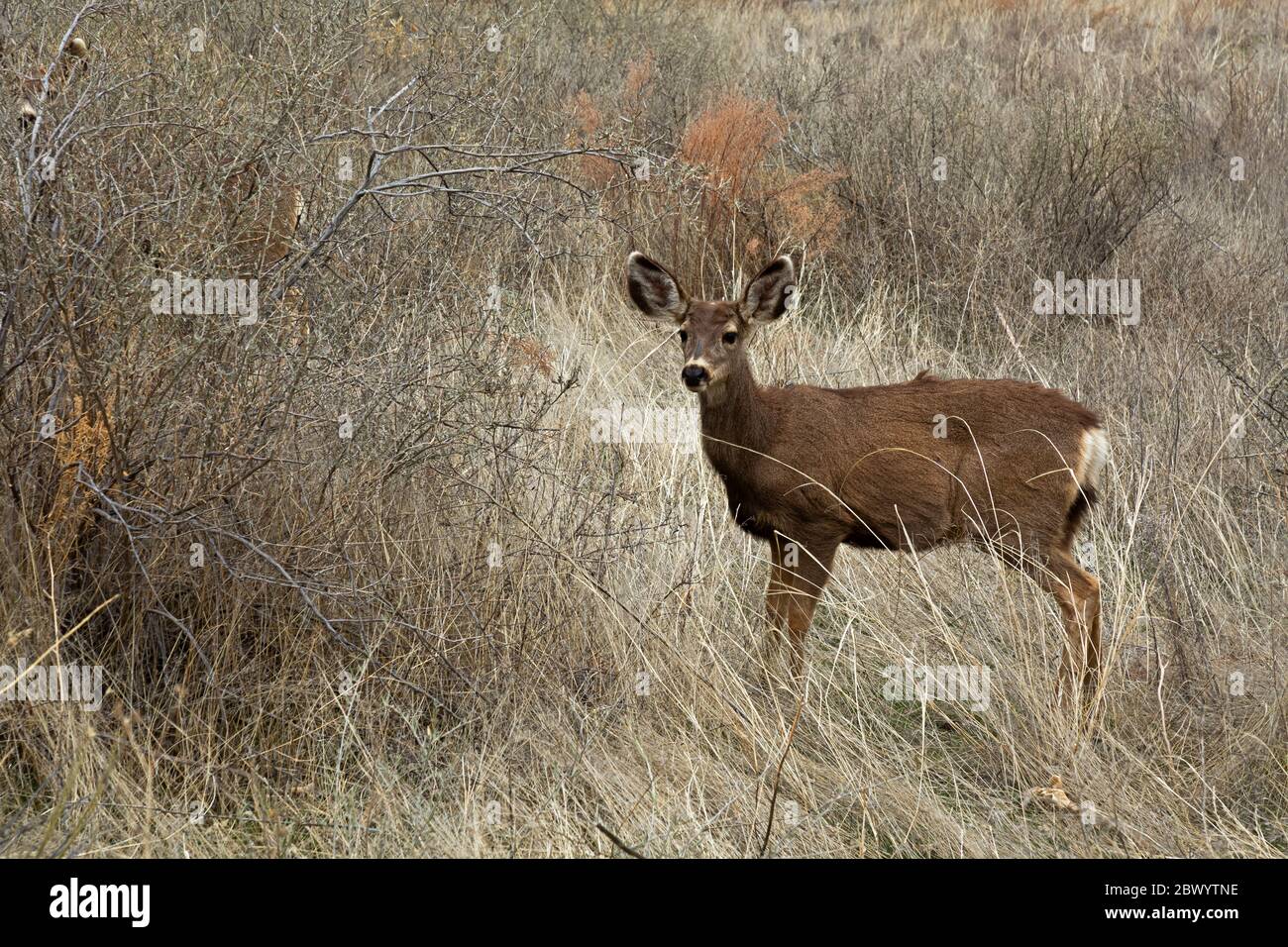 NM00453-00...NUOVO MESSICO - UN mulo cervo pascolo in un prato lungo il Main Loop Trail nel Bandelier National Monument. Foto Stock