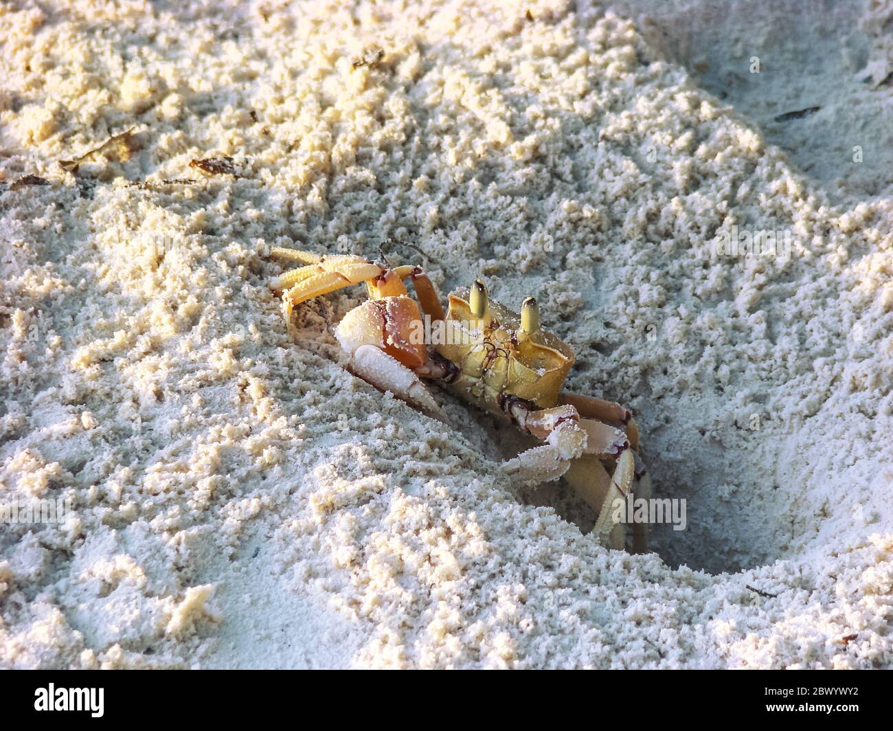 Granchio fantasma rosa che vive sulla costa orientale dell'Africa spiaggia tropicale scavare in sabbia bagnata Foto Stock