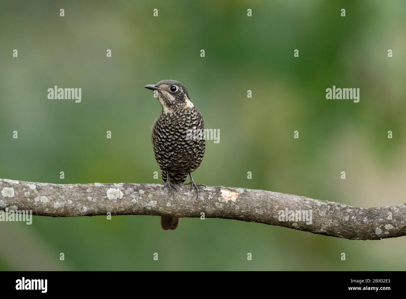 Castagno-belled rock thrush, Monticola rufiventris, Female, Latpanchar, Mahananda Wild Life Sanctuary, Darjeeling, Bengala del Nord, India Foto Stock