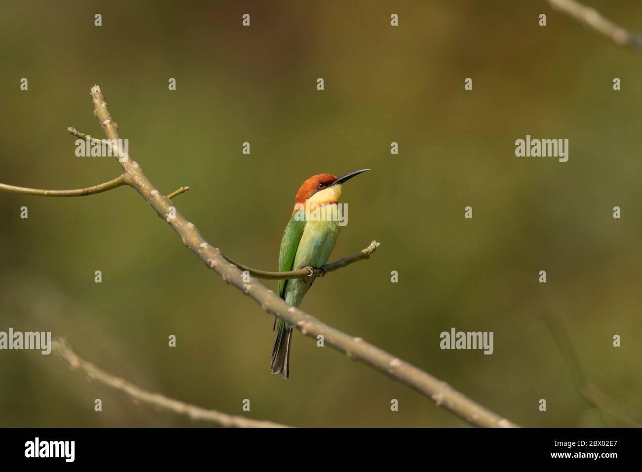 Castagno-testa ape-mangiatore, Merops leschenaulli, Latpanchar, Mahananda Wild Life Sanctuary, Darjeeling, Bengala del Nord, India Foto Stock