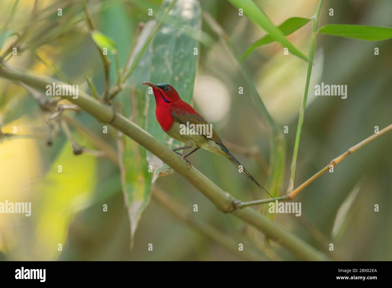 Crimson, Aethopyga siparaja, maschio, Lampanchar, Mahananda Wild Life Sanctuary, Darjeeling, North Bengala, India Foto Stock