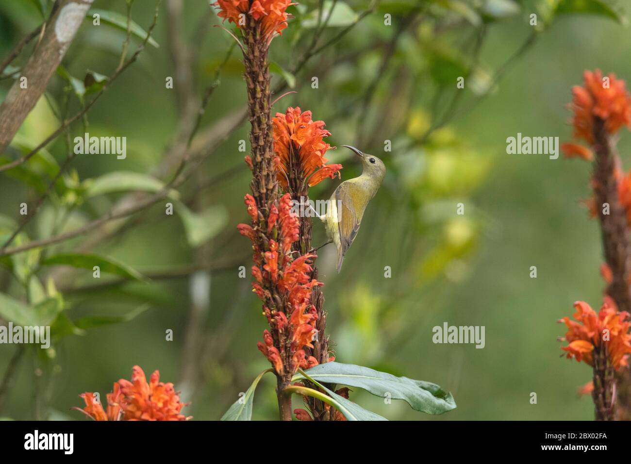 Rufous sibiia, Heterophasia capistrata, Latpanchar, Mahananda Wild Life Sanctuary, Darjeeling, Bengala del Nord, India Foto Stock