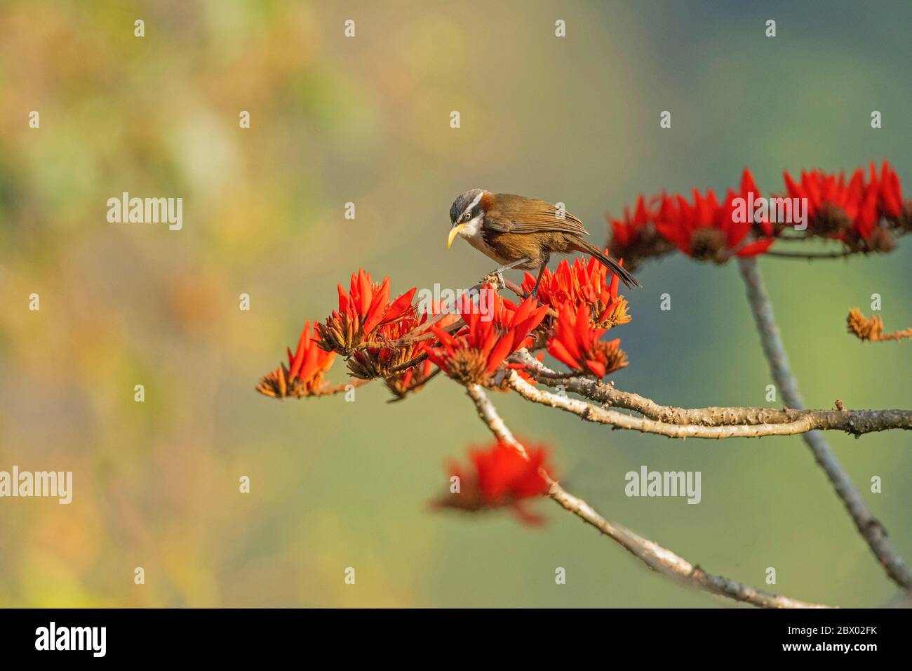 Starling con alare a punta, Saroglossa spiloptera, Lampanchar, Mahananda Wild Life Sanctuary, Darjeeling, North Bengala, India Foto Stock