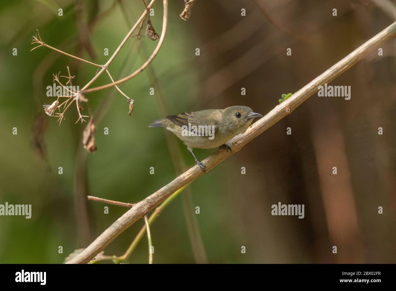 Castagno-belled rock thrush, Monticola rufiventris, Female, Latpanchar, Mahananda Wild Life Sanctuary, Darjeeling, Bengala del Nord, India Foto Stock