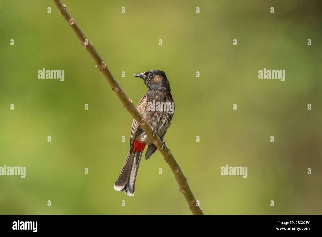 Grande scampi, Tephrodornis gularis, Latpanchar, Mahananda Wild Life Sanctuary, Darjeeling, Bengala del Nord, India Foto Stock