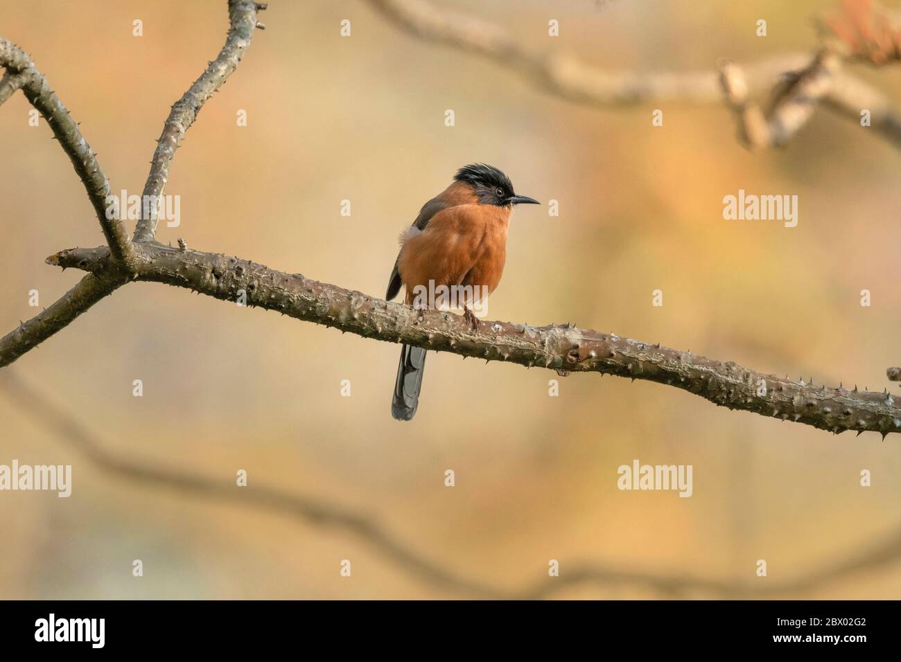 La signora Gould's Sunbird, Aethopyga Gouldiae, Femminile, Latpanchar, Mahananda Wild Life Sanctuary, Darjeeling, Bengala del Nord, India Foto Stock