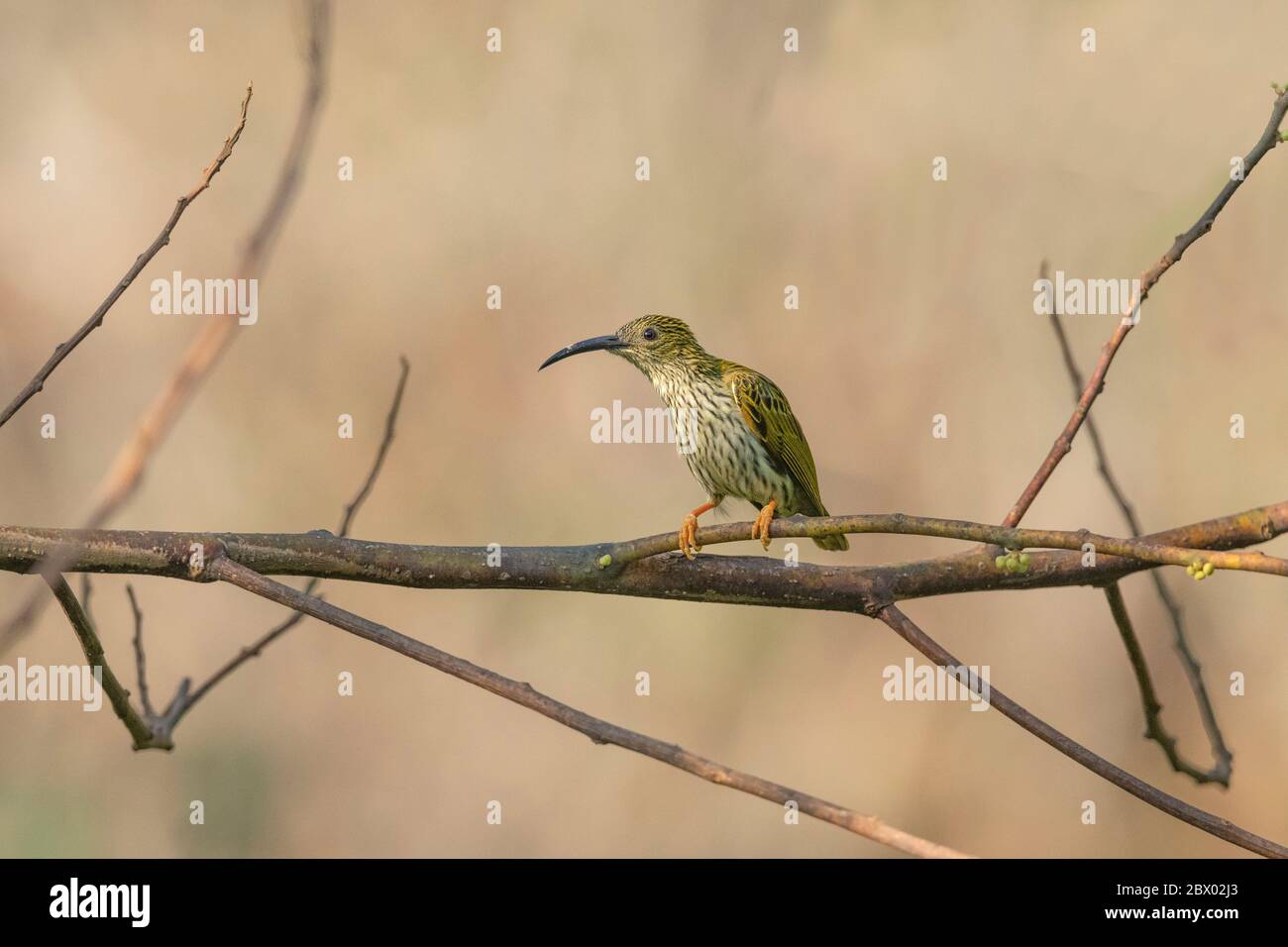 Warbler ventilato giallo, Phylloscopus cantator, Latpanchar, Mahananda Wild Life Sanctuary, Darjeeling, Bengala del Nord, India Foto Stock