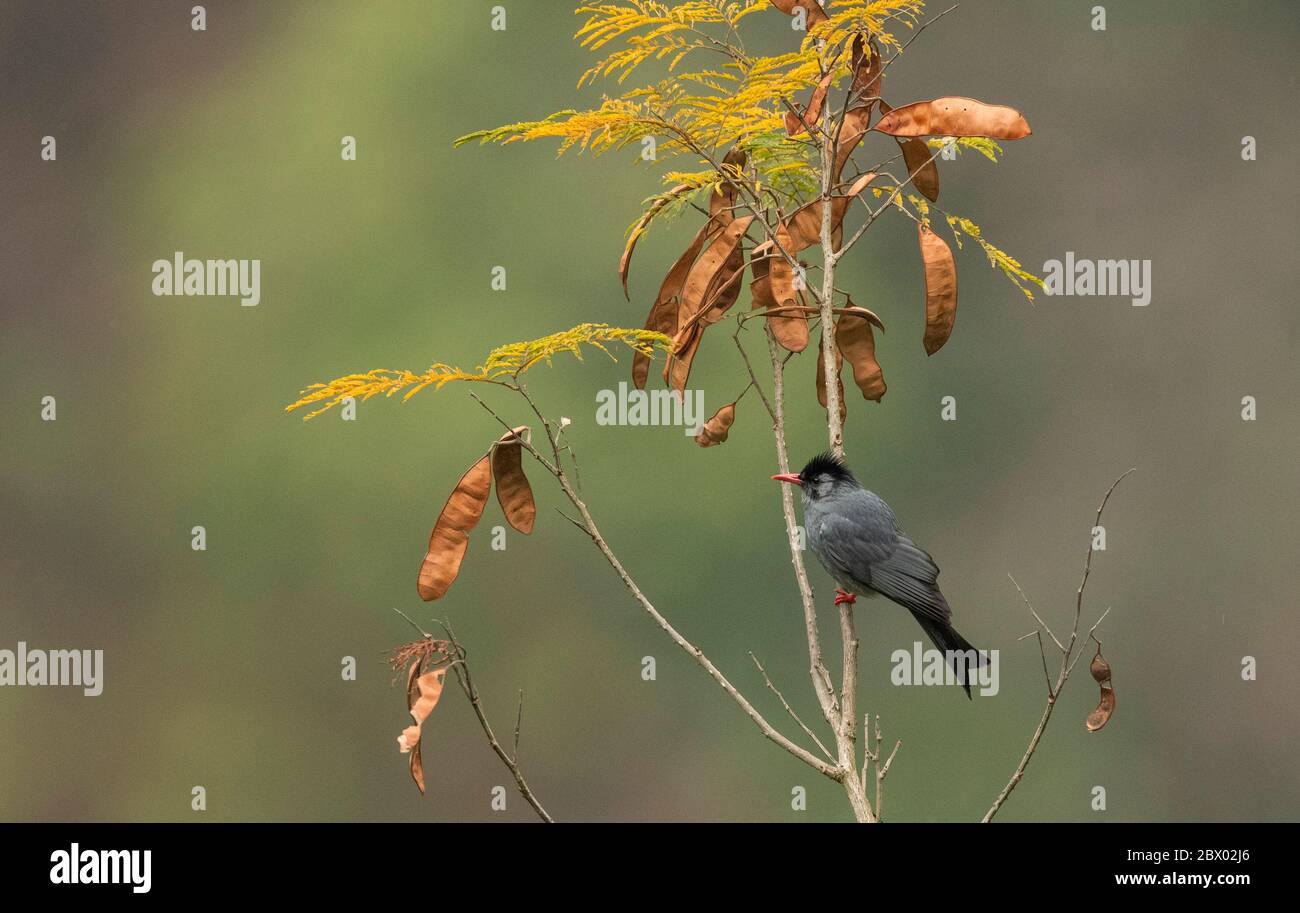 Bulbul nero, Hypsipetes leucocefalo, Parco Nazionale della Valle di Neora, distretto di Kalimpong, Bengala Occidentale, India Foto Stock