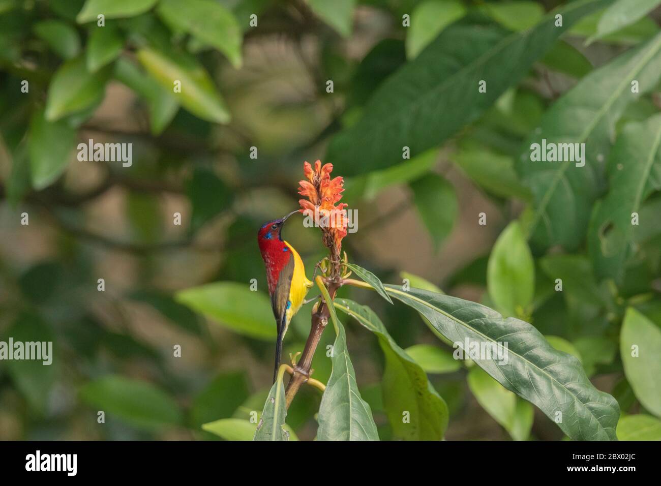 La signora Gould's Sunbird, Aethopyga Gouldiae, maschio, Latpanchar, Mahananda Wild Life Sanctuary, Darjeeling, Bengala del Nord, India Foto Stock